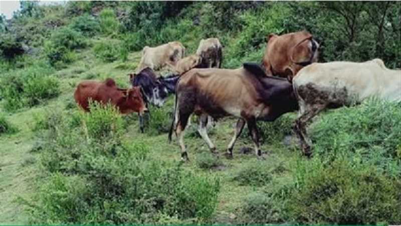 انحسار الثروة الحيوانية في إب.. أرقام صادمة تهدد الأمن الغذائي