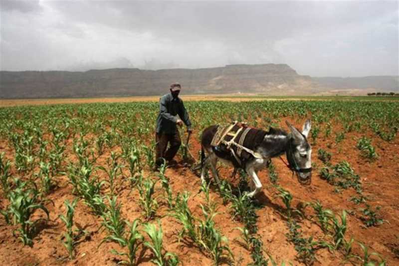 بذور ملوثة ومبيدات محظورة تفتك بالمحاصيل الزراعية في اليمن
