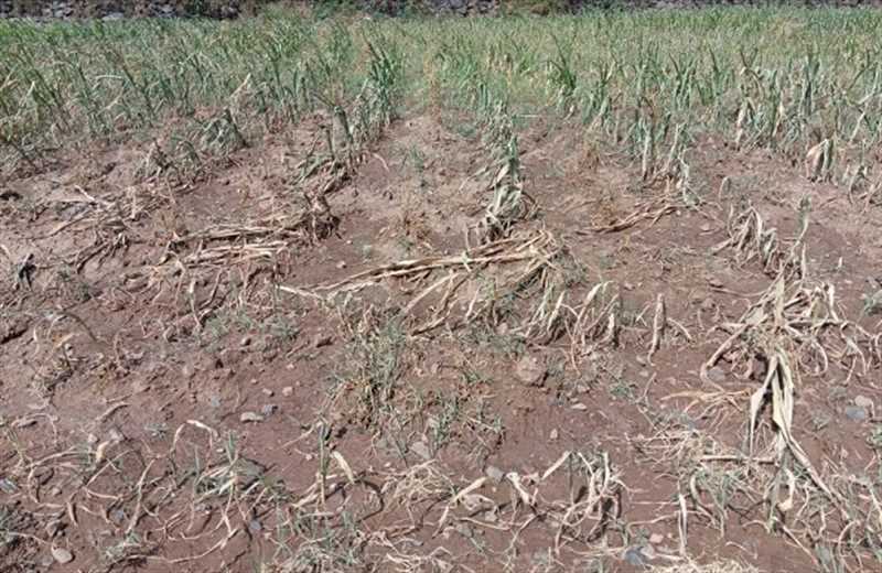 الجفاف يهدد المحاصيل الزراعية التي تعتمد على الأمطار في إب