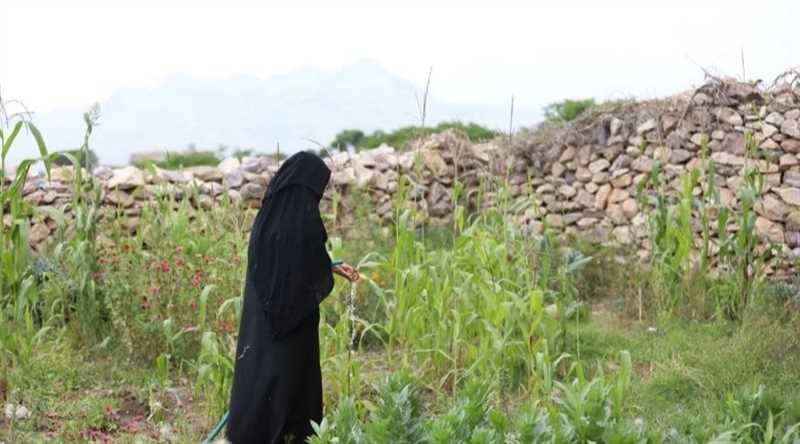 الجفاف والسيول يفتكان بزراعة اليمن