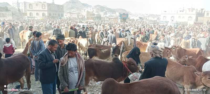 أبناء إب يعزفون عن شراء الأضاحي بسبب ارتفاع أسعارها