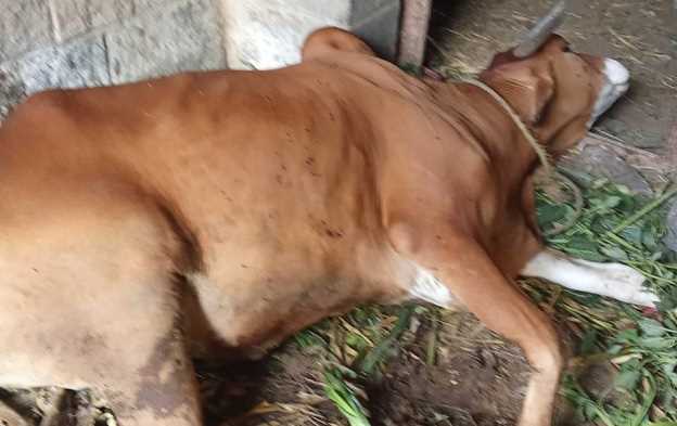 في ظاهرة تتصاعد.. مجهولون يُسممون حيوانات ويُكسرون أشجار بُن في السحول شمال إب