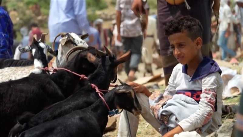 إب..مليشيا الحوثي تفرض أضاحي على السكان وجبايات مالية على تجار المواشي