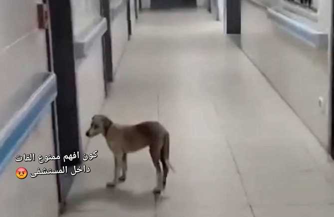  مرضى يشكون من انتشار الكلاب داخل مستشفى الثورة بإب