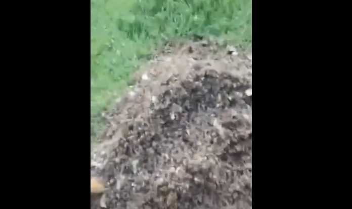 مجهولون يُسممون خلايا نحل مواطن في جبلة غربي إب